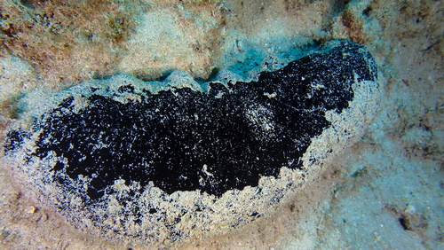 Holothuria whitmaei Bell, 1887