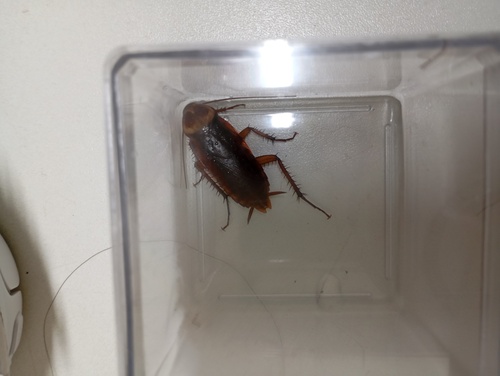 American Cockroach