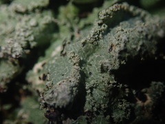Notoparmelia erumpens