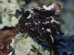 Notoparmelia erumpens