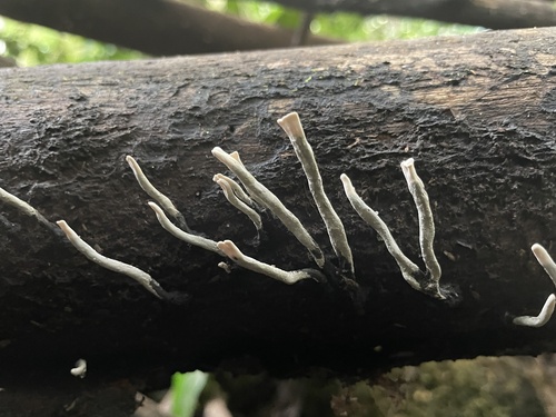Xylaria hypoxylon observed 2024-10-10