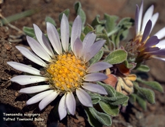 Townsendia scapigera