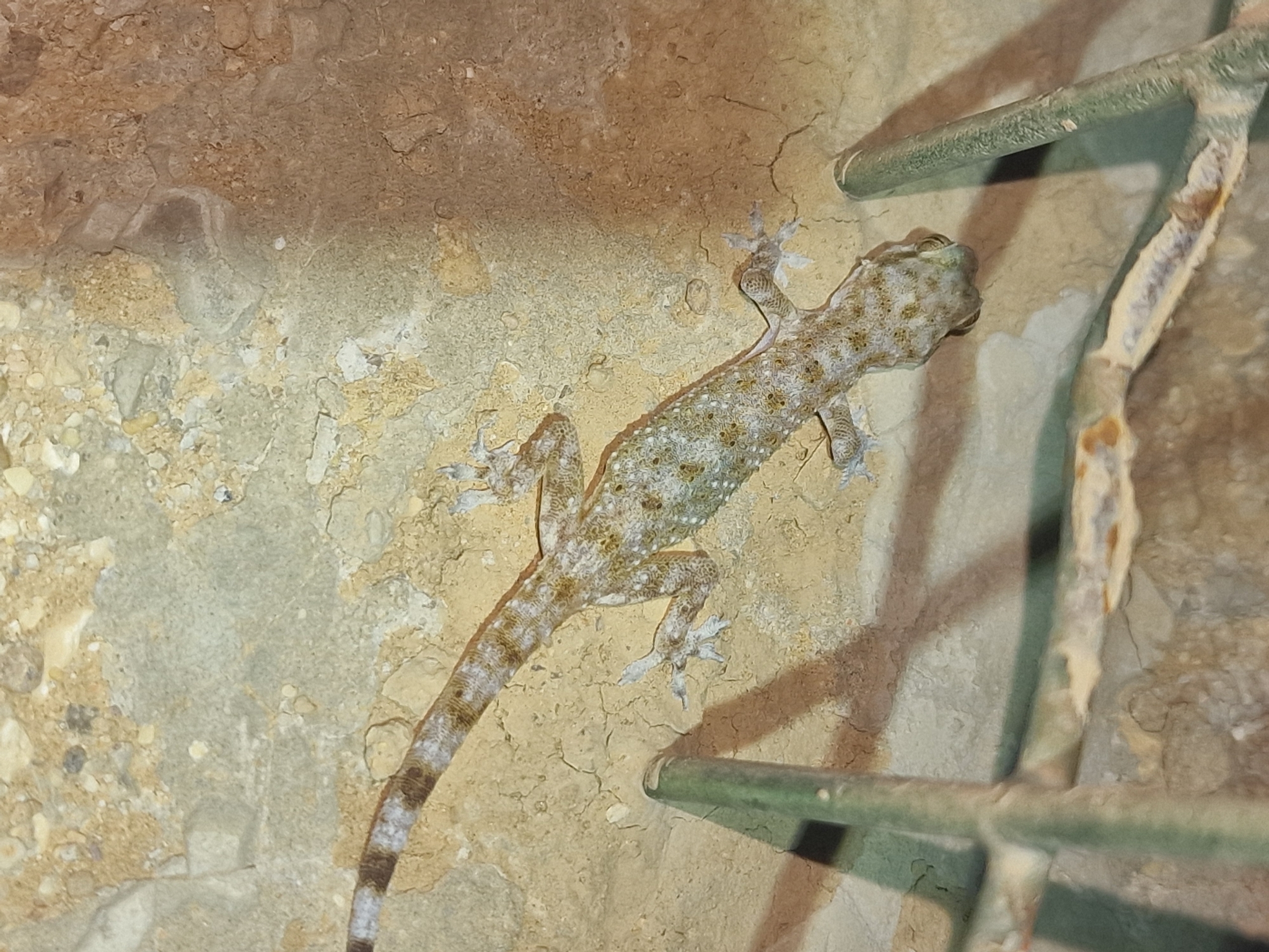 Al Wusta Gecko photo 2