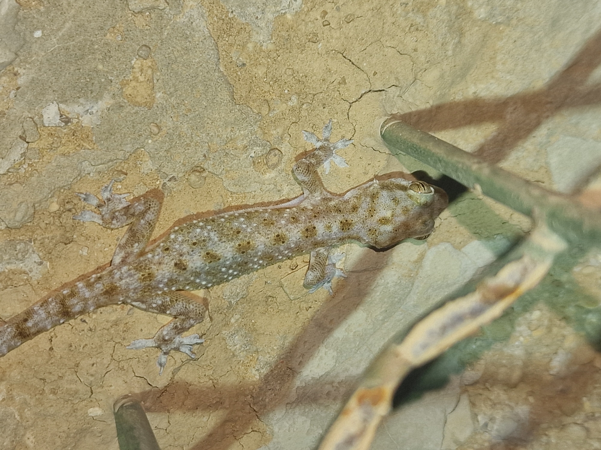 Al Wusta Gecko photo 3