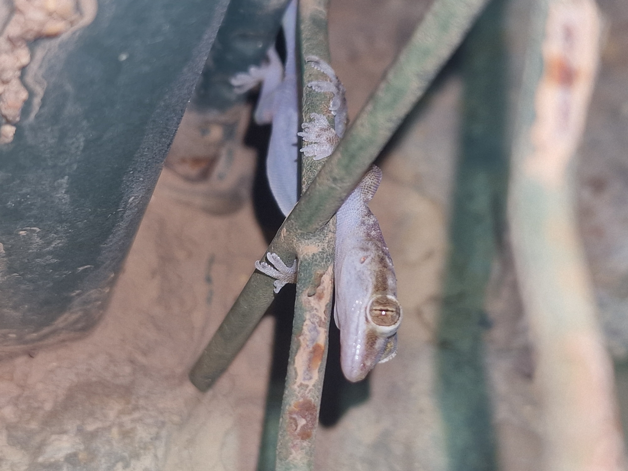 Al Wusta Gecko photo 4