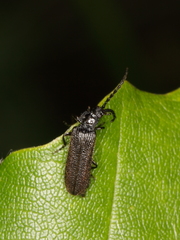 Omalisus fontisbellaquei