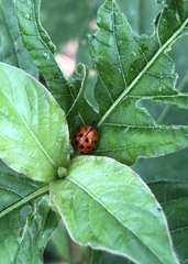 Harmonia axyridis