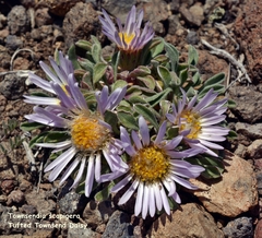 Townsendia scapigera