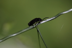 Omalisus fontisbellaquei