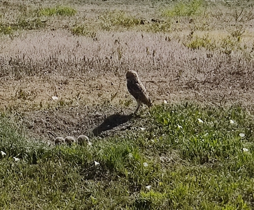 Burrowing Owl photographed in South Dakota
