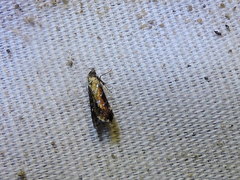 Strobisia proserpinella