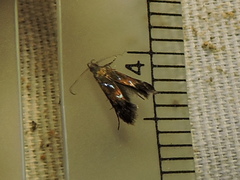 Strobisia proserpinella