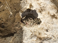 Bufotes viridis