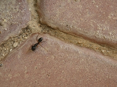 Camponotus xerxes