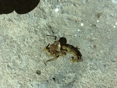 Aegaeobuthus gibbosus