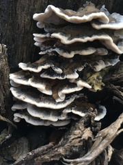 Datronia brunneoleuca