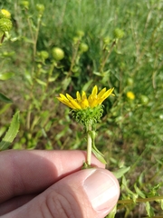 Grindelia nana