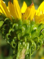 Grindelia nana