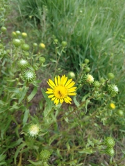 Grindelia nana