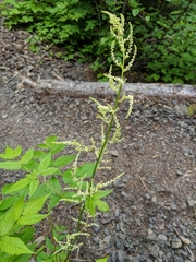 Aruncus dioicus