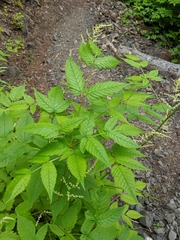 Aruncus dioicus