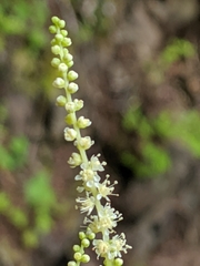 Aruncus dioicus
