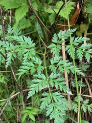 Conioselinum gmelinii