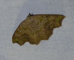 Laspeyria viridicincta