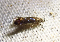 Strobisia proserpinella