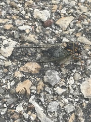 Diceroprocta vitripennis