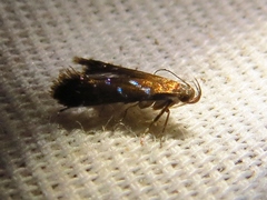 Strobisia proserpinella