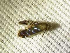 Strobisia proserpinella