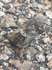 Diceroprocta vitripennis