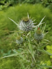 Cirsium vulgare