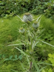 Cirsium vulgare