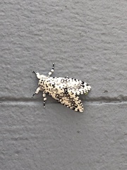 Lichnoptera decora