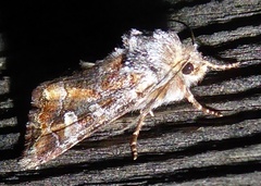 Lacinipolia lepidula