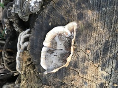 Datronia brunneoleuca