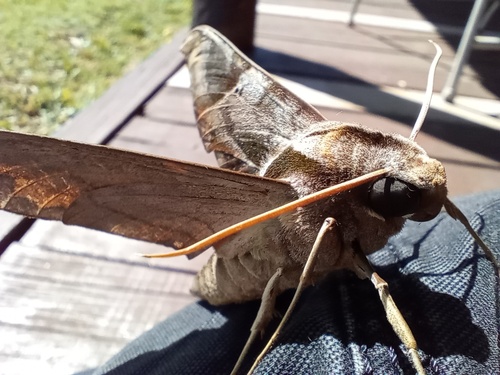 Eumorpha analis