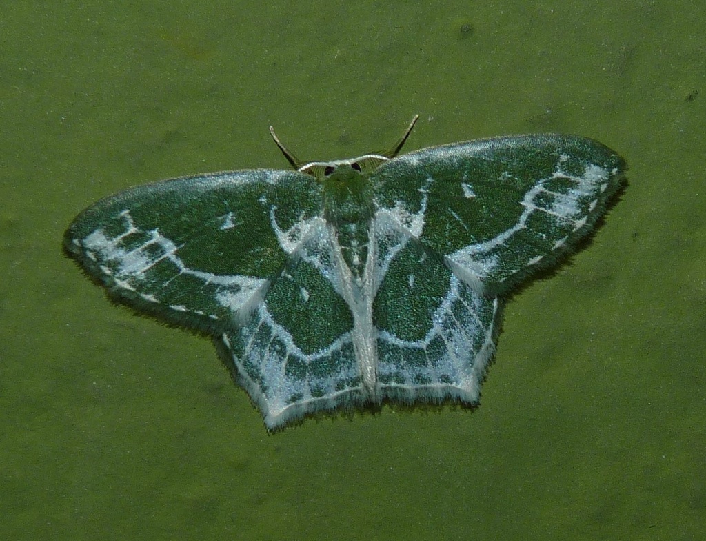 Jodis pallescens