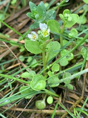 Cochlearia groenlandica