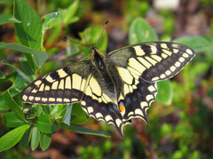 Papilio machaon aliaska