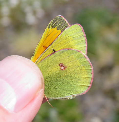 Northern Clouded Yellow