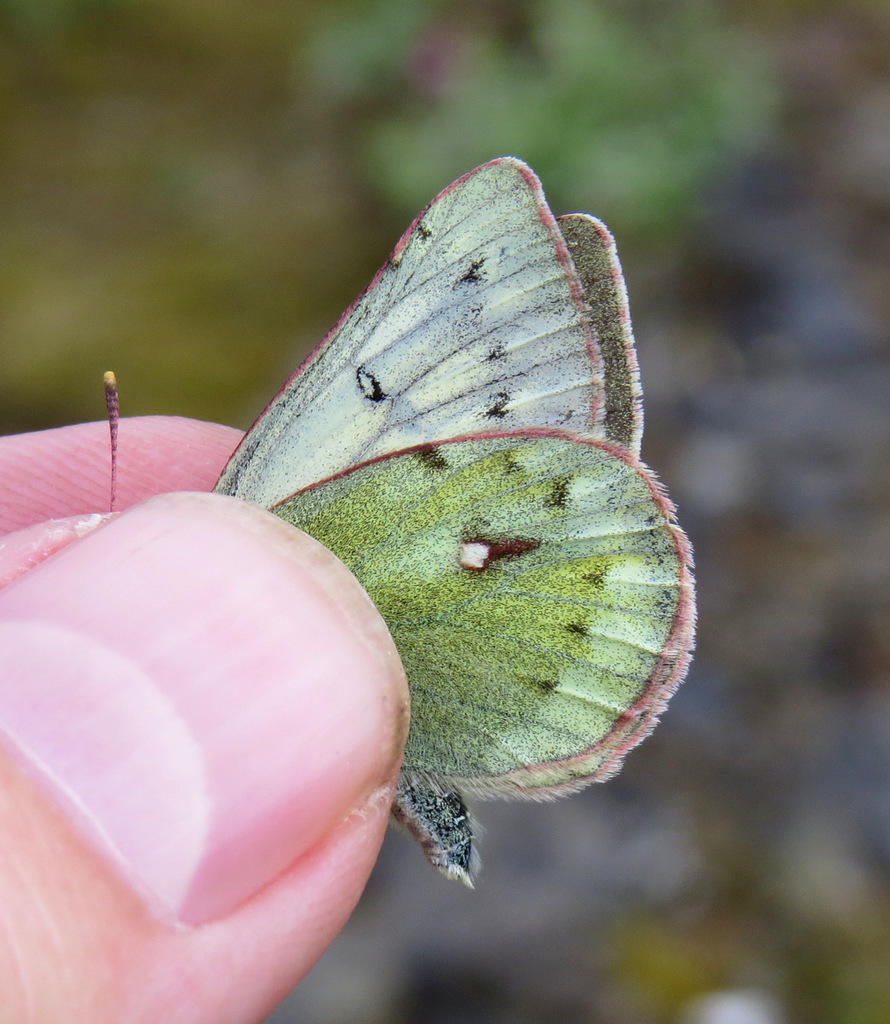 Labrador Sulphur