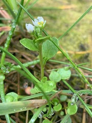 Cochlearia groenlandica