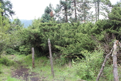 Juniperus monticola