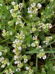 Cochlearia groenlandica