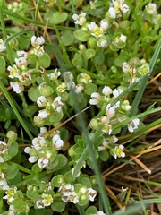 Cochlearia groenlandica