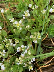Cochlearia groenlandica