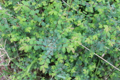 Symphoricarpos microphyllus